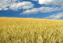 �ɰ���ʿ���l(xi��ng)�����d��(zh��n)�Ԟ�ɰ��r(n��ng)�I(y��)��������(l��i)�V�ǰ��