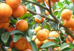 ���P(gu��n)ע31�l�����������r(n��ng)�����팍(sh��)�� �_(t��i)����ꑰl(f��)չ��M���Ҹ��С�