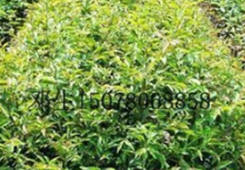 ���򼽽�50���_(t��i)���������ηN�¡��_(t��i)���W(xu��)���֡�