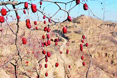 為了棗農(nóng)不再哭泣:南開大學(xué)學(xué)生創(chuàng)業(yè)團隊“農(nóng)夢成真”