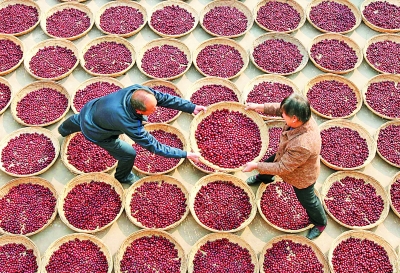 為了棗農(nóng)不再哭泣:南開大學(xué)學(xué)生創(chuàng)業(yè)團隊“農(nóng)夢成真”