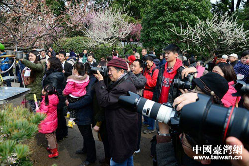 上海閔行千株梅盛開(kāi) 臺(tái)胞臺(tái)屬欣然來(lái) 上海閔行千株梅盛開(kāi) 臺(tái)胞臺(tái)屬欣然來(lái)