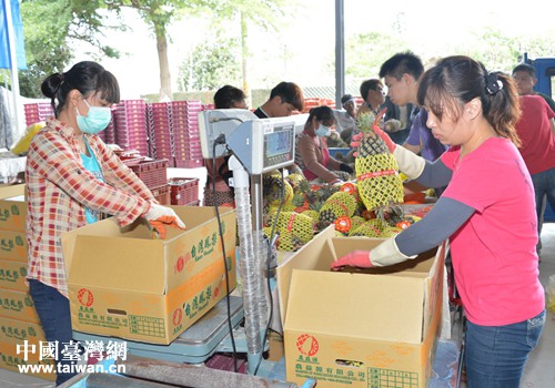 鳳梨裝箱運往大陸市場 鳳梨裝箱運往大陸市場