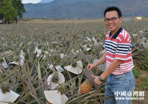 鳳梨讓大武山下的果農(nóng)受了益 鳳梨讓大武山下的果農(nóng)受了益
