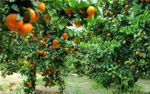 ���_���ߌ�(sh��)�ں� �V�������_��ϲ�����r(n��ng)��