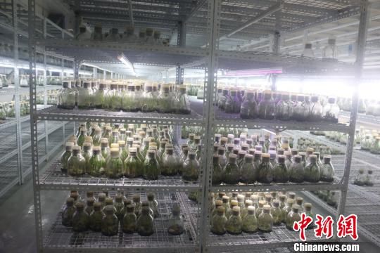 臺(tái)商在廣西創(chuàng)業(yè)帶動(dòng)農(nóng)戶致富產(chǎn)品出口東盟