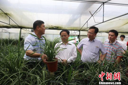 圖為陳財(cái)寶正在給當(dāng)?shù)卣藛T介紹其蘭花基地 林馨 攝