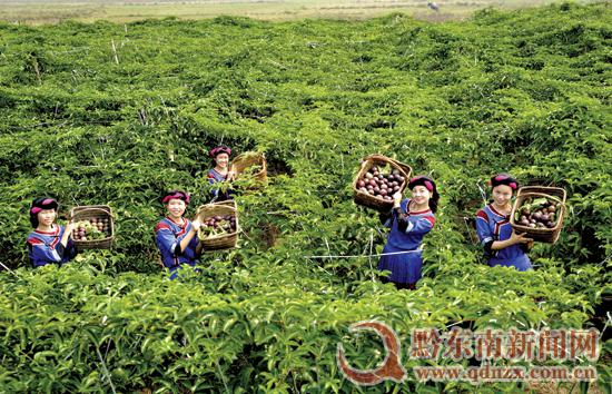 渡馬鄉(xiāng)萬斤百香果“高調(diào)”飛臺(tái)灣 渡馬鄉(xiāng)萬斤百香果“高調(diào)”飛臺(tái)灣