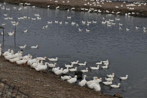 臺(tái)灣又傳禽流感疫情嘉義縣撲殺6064只肉鴨(圖)