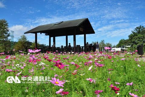 臺北為貓空樟樹步道“換妝”邀民眾體驗花花世界