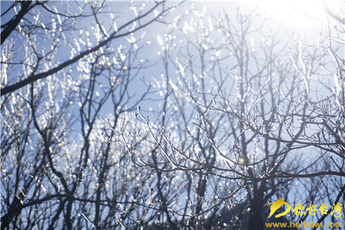 冬日黃山銀裝素裹 人間仙境引兩岸媒體齊點贊 冬日黃山銀裝素裹 人間仙境引兩岸媒體齊點贊