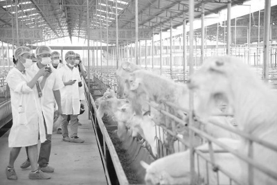 �����ϰ��_(t��i)�Yţ���B(y��ng)ֳ�����u�̮a(ch��n)ƷҲ�u�^��