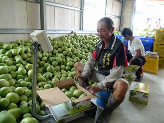 臺灣云林縣土產(chǎn)柚子外銷大陸2萬公斤先試水