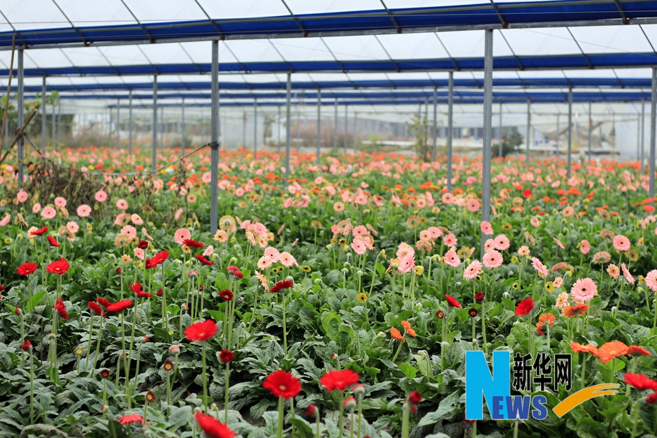 三明打造閩臺(tái)農(nóng)業(yè)合作樣板 臺(tái)創(chuàng)園唱響致富經(jīng) 三明打造閩臺(tái)農(nóng)業(yè)合作樣板 臺(tái)創(chuàng)園唱響致富經(jīng)