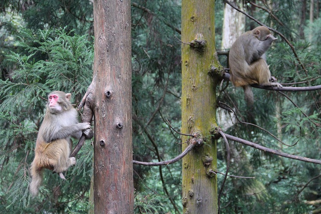 臺航直飛張家界賞美景 秋冬旅游產(chǎn)品受歡迎 臺航直飛張家界賞美景 秋冬旅游產(chǎn)品受歡迎