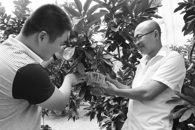 嫁接臺農創(chuàng)意福建琯溪蜜柚變身“金元寶”
