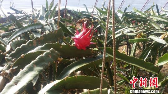 �_(t��i)���������ڃ�(n��i)�ɹŌ�(sh��)�F(xi��n)�Ϲ����N���ɱ���������