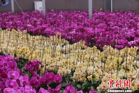 探訪貴州山里的“臺(tái)灣村”