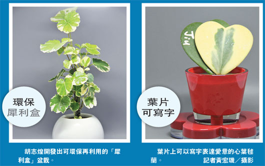 7年失敗12萬次臺家具商終研發(fā)出創(chuàng)意盆栽(圖) 7年失敗12萬次臺家具商終研發(fā)出創(chuàng)意盆栽(圖)