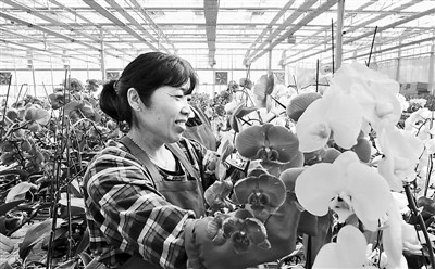 臺灣蘭花在新疆綻放(圖)