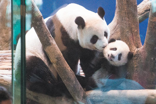 近萬(wàn)人爭(zhēng)睹臺(tái)北大熊貓寶寶首秀稱“還要再來(lái)”