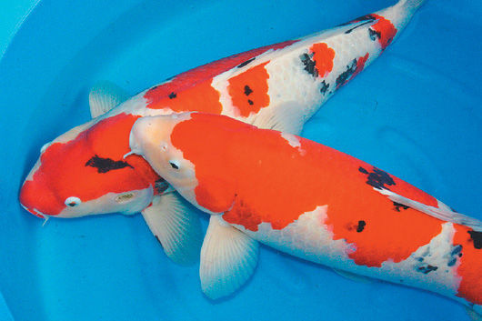 �\��һβ��(sh��)���f�_(t��i)����ĩ���F(xi��n)���_(t��i)���҈@���D��