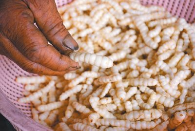 臺灣農(nóng)民種出高經(jīng)濟(jì)蔬菜“草石蠶”(圖)