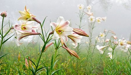 �_(t��i)�|̫������ɽ�ٺ�ʢ�_(k��i)�ο��@�G���D��