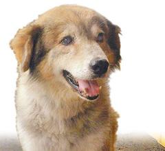 ��(��i)Ȯ���������� �����s������ǰ�����Ȼ�