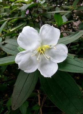 Ұĵ���鲼�_�� �G����ݔ��������(�D)