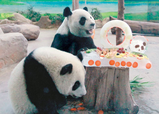 贈(zèng)臺(tái)大熊貓團(tuán)團(tuán)、圓圓過(guò)10歲生日大啃蛋糕(圖)