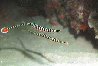臺灣成功繁殖“帶紋斑節(jié)海龍”為全球首例(圖)