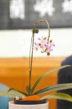 臺(tái)灣成功大學(xué)破解蘭花基因譯碼 系全球首例 臺(tái)灣成功大學(xué)破解蘭花基因譯碼 系全球首例