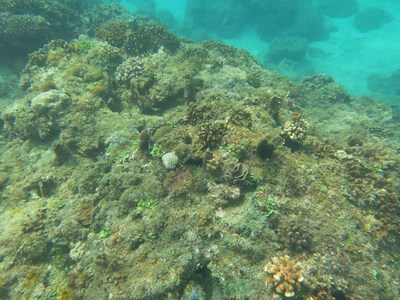 臺灣墾丁珊瑚族群據(jù)估算價(jià)值40億臺幣(圖)