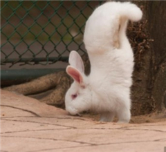 �V�����ӵ������� ����Q�䡰�È�(ji��n)��(qi��ng)��(�D)