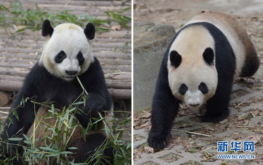 中央贈(zèng)澳門(mén)大熊貓選定 預(yù)計(jì)5月初飛赴澳門(mén) 中央贈(zèng)澳門(mén)大熊貓選定 預(yù)計(jì)5月初飛赴澳門(mén)