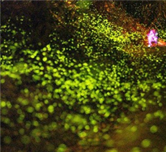 �����Ǭ���Ξ���x�󱬰l(f��) �ο��ݷ���M�y��