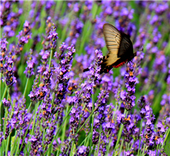 ���u�ٮ�޹���M(j��n)��ʢ���� ���M(f��i)��(du��)�����_��