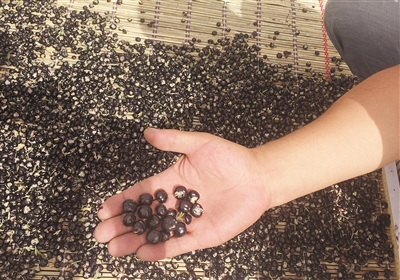 青海野生黑枸杞身價(jià)飛漲 1斤被炒至上萬(wàn)元