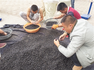 青海野生黑枸杞身價(jià)飛漲 1斤被炒至上萬(wàn)元