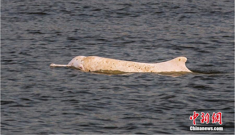 ���A�׺���2���`���齭 Ƥ�w��׃���M���c(di��n)