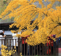 �����ńxǧ���y�Ә�MĿ���S