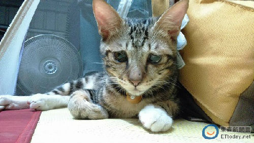 ���ʺ�ϲ�g��(du��)�������������DƬ��(l��i)Դ���_(t��i)��ETtoday�|ɭ���ƾW(w��ng)վ��