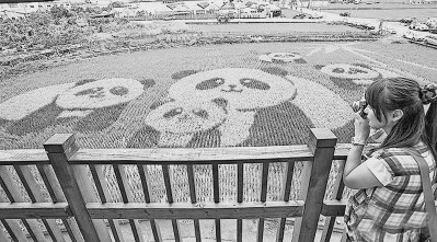 臺(tái)灣農(nóng)民的創(chuàng)意之道:從種田到“賣風(fēng)景”的嬗變 臺(tái)灣農(nóng)民的創(chuàng)意之道:從種田到“賣風(fēng)景”的嬗變