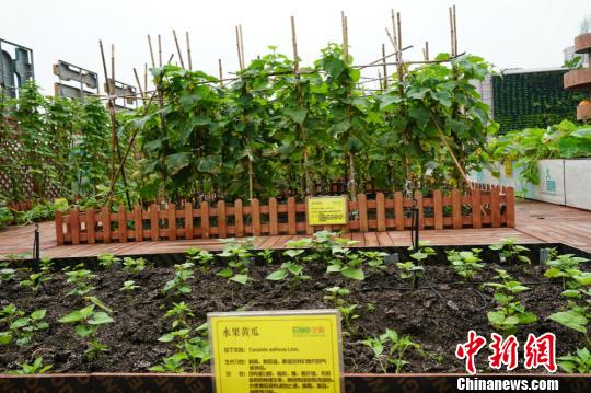 ����r(n��ng)���зNֲ��ˮ���S�������O��(qu��n) �z