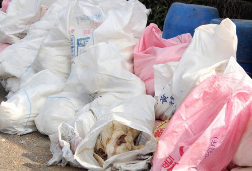 �_(t��i)���������𡱣�H5N2��H5N8�����Пo(w��)�݂��˲���