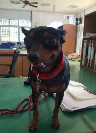 靠主人這張3點(diǎn)手繪神圖 警察30分鐘找回狗狗 靠主人這張3點(diǎn)手繪神圖 警察30分鐘找回狗狗