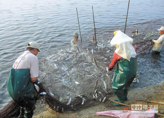兩岸民間交流火熱臺(tái)灣水果狂銷大陸 果農(nóng)“不帶蔡英文玩” 兩岸民間交流火熱臺(tái)灣水果狂銷大陸 果農(nóng)“不帶蔡英文玩”