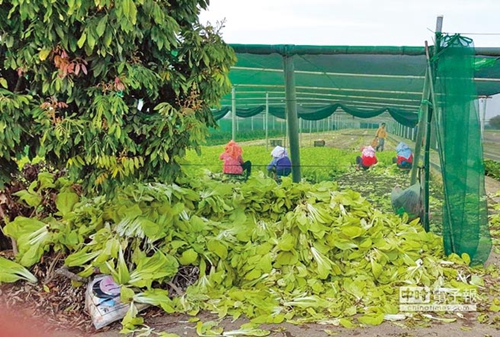 �_���r�a�l�������²˃r���P ���M�h���Gɫ��(zh��)�������r���ܺ����C