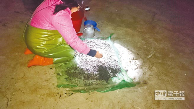 寒流來襲 鰻魚捕撈產(chǎn)值可望突破9000萬(圖) 寒流來襲 鰻魚捕撈產(chǎn)值可望突破9000萬(圖)